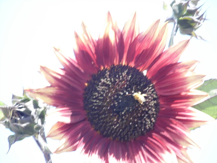 Sunflower Photo #2