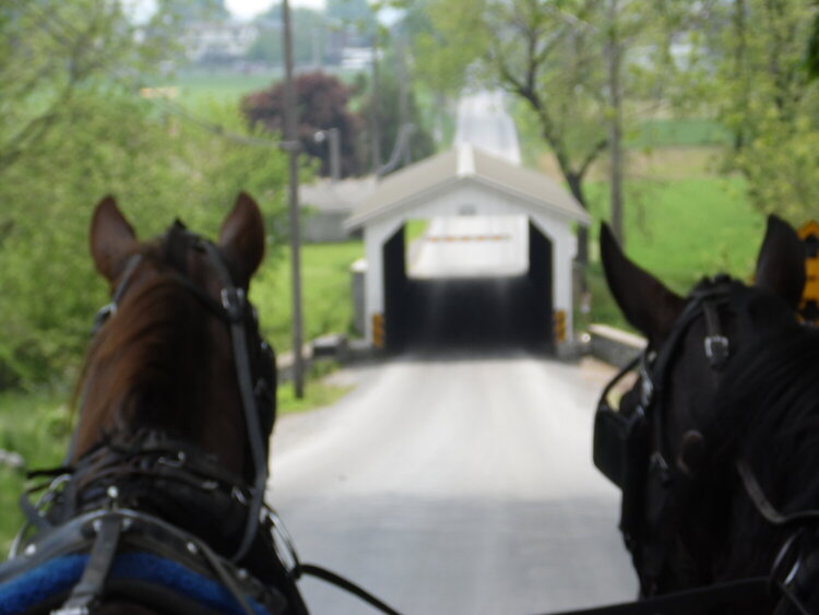 Amish Buggy Ride