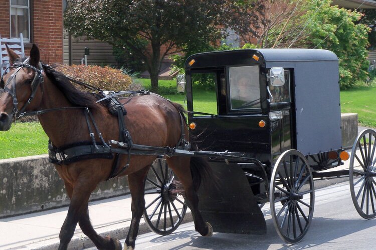 Amish horse &amp; buggy