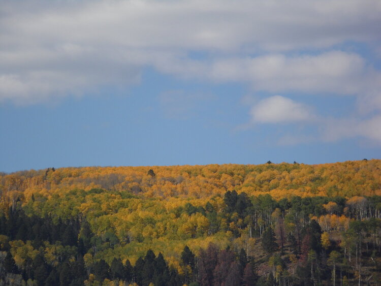 Fall in Colorado