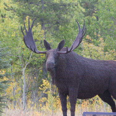 Moose Visitor Center