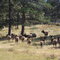 Herd of Elk in Rocky Mountain Natl Park