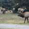 Bull Elk & his Harem