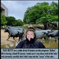 Cattle Drive in Dallas