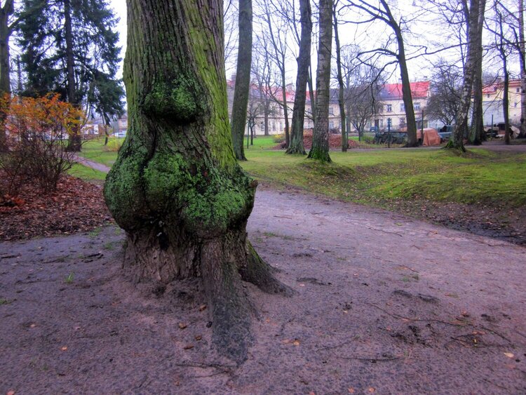local park.trunk tree