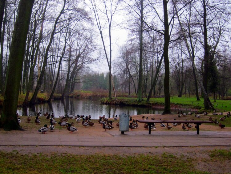 local park.pond