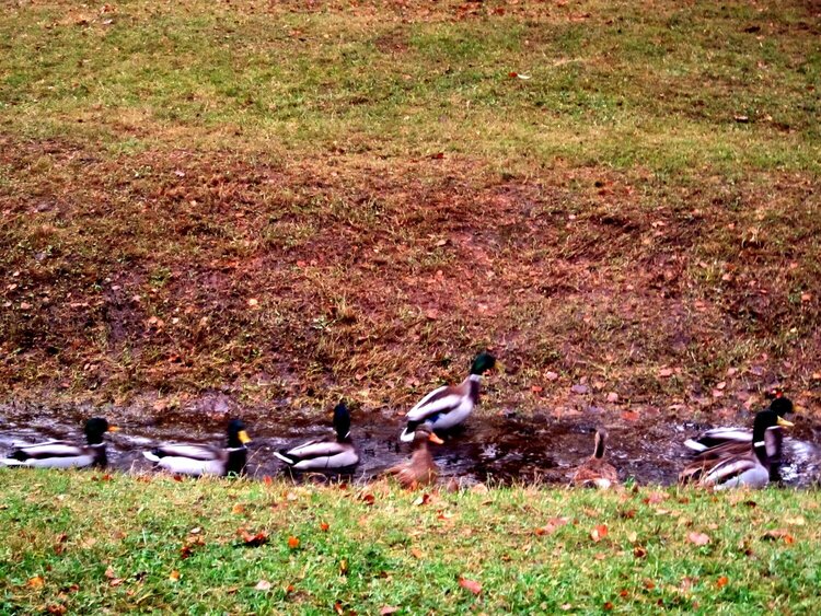 local park.ducks out for a walk