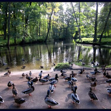 pond and the ducks