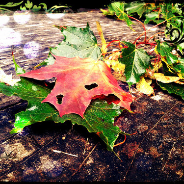 maple Leaves . autumn