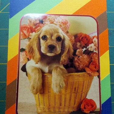 Photo inspiration - Puppy in a basket