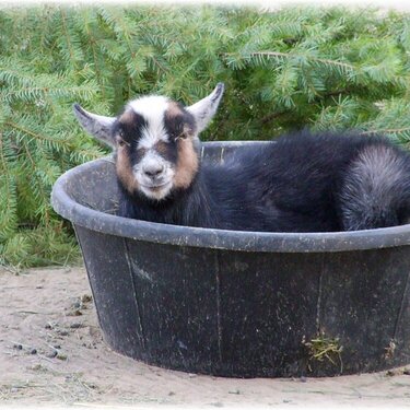 JFF ~ Goat in a Tub