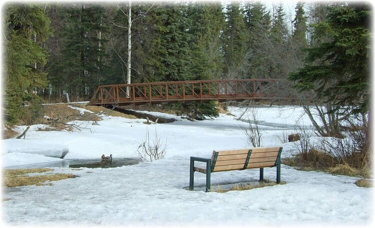 Mar 29 ~ Peaceful, Chilly Place for Duck-Watching!