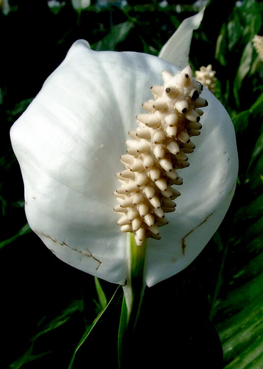 Bell&#039;s Nursery - Flower #1