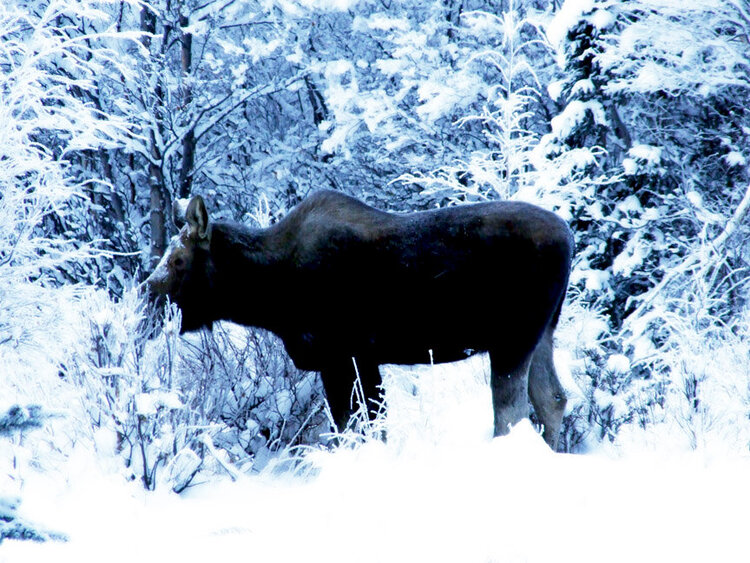 Jan 01 ~ Munching Moose on Klatt Road