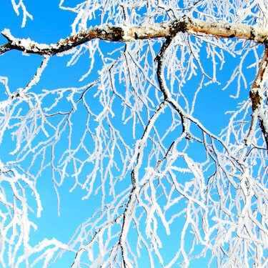JFF ~ Hoar Frost on Branches