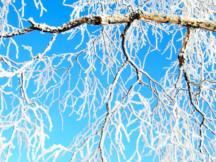 JFF ~ Hoar Frost on Branches