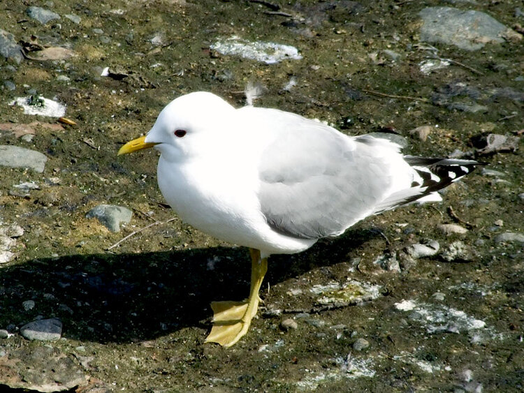 5/08 PoD - Seagull