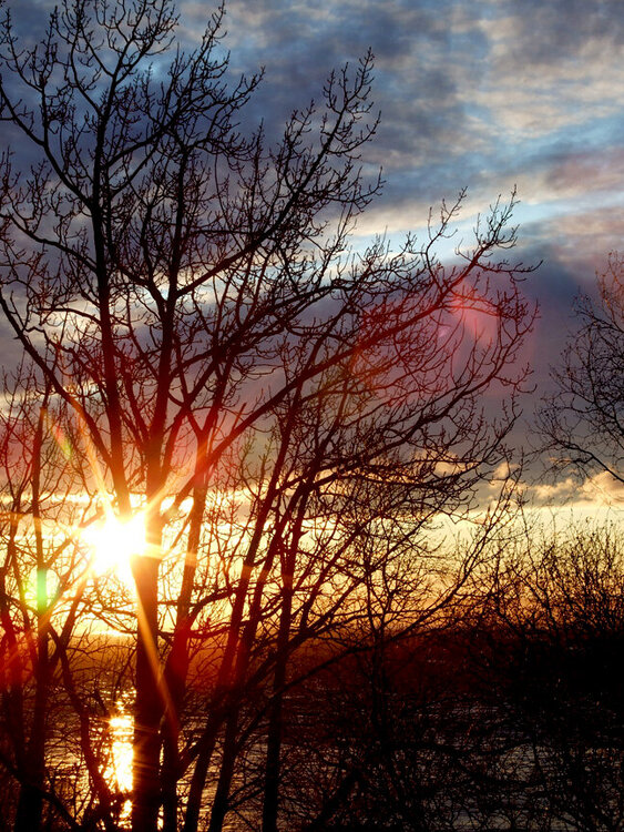 Jan 18 - Cook Inlet Sunset through the Trees