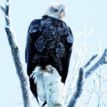 VFW, Eagle River Alaska