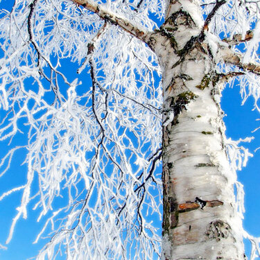 JFF ~ Frosted Aspen