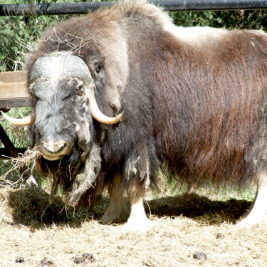 Yukon the Musk ox