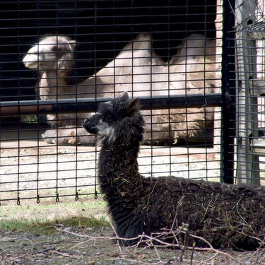 Alpaca &amp; Camel