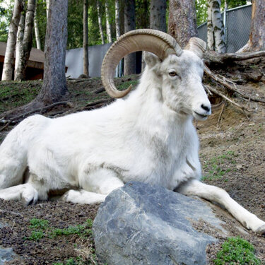 Dall Sheep