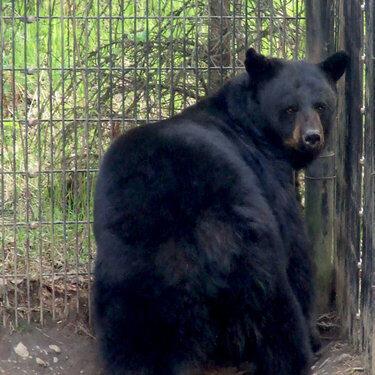 Mavis the Black Bear