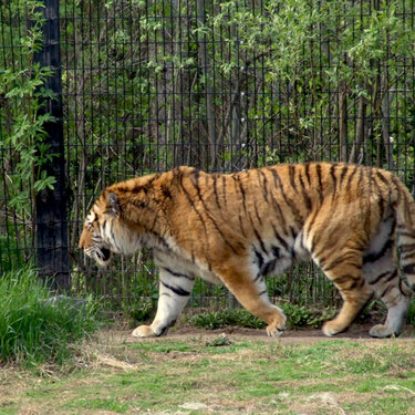 Amur Tiger