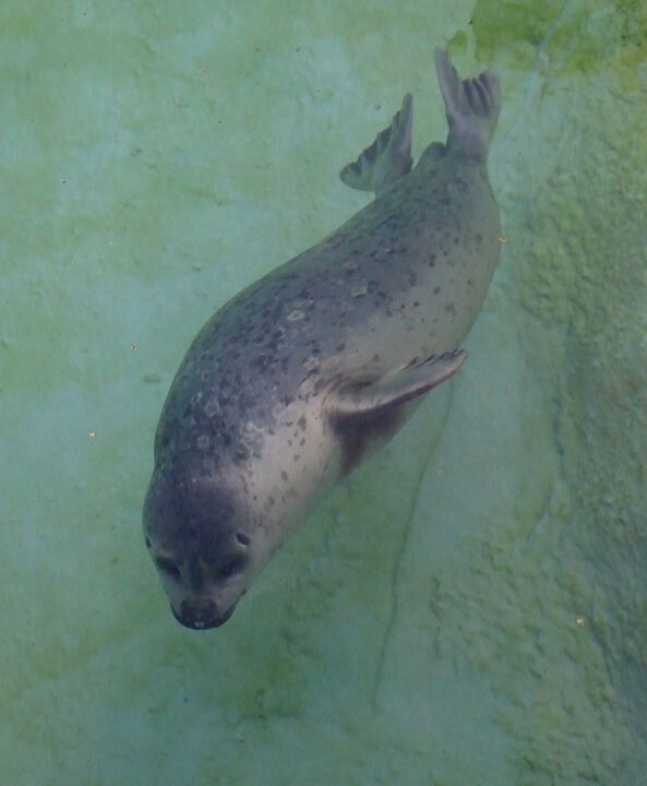 Chloe the Harbor Seal