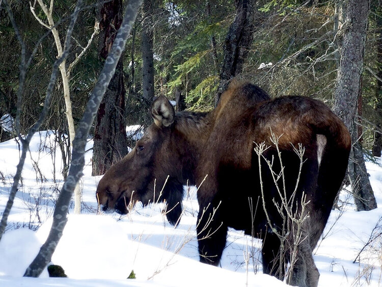 55 - Grazing Moose