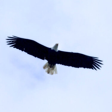 PoD 6/16 - On Eagles Wings