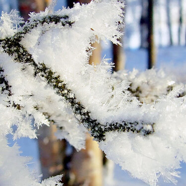 JFF ~ Thick Hoar Frost on the Branches