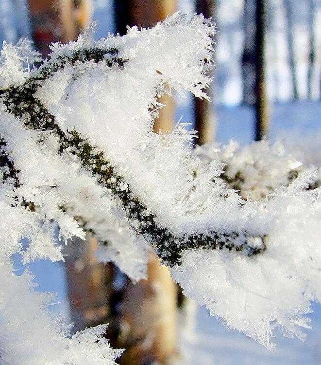 JFF ~ Thick Hoar Frost on the Branches