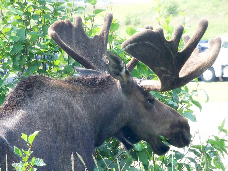 PoD 7/7 - Munching Moose