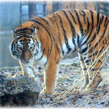 JFF ~ Siberian Tiger