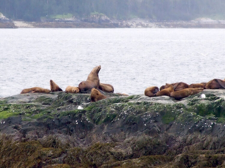 PoD 7/25 ~ Stellar Sea Lions