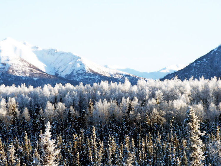 Beautiful Frosted Trees &amp; the Chugach Range