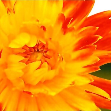 Summer Flowers - Orange Flower