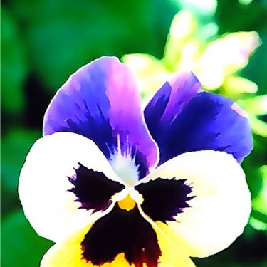 Summer Flowers - Pansy