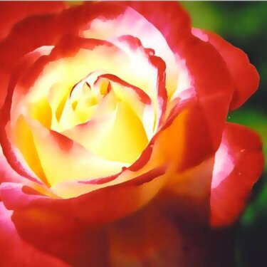 Summer Flowers - Rose 1