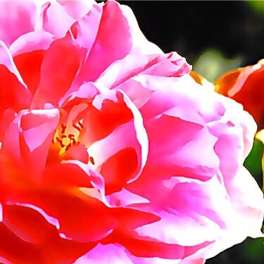 Summer Flowers - Rose 2