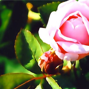 Summer Flowers - Rose 3