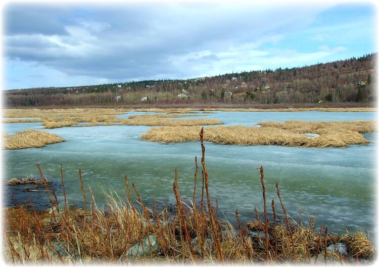 Apr 2 ~ Potter Marsh