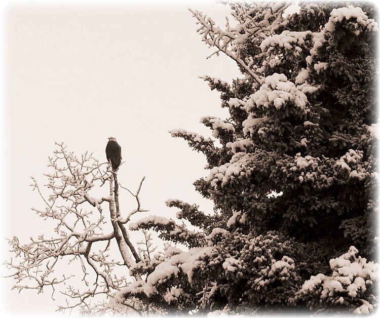 Dec 14 ~ Watcher on Eagle River Rd, Eagle River