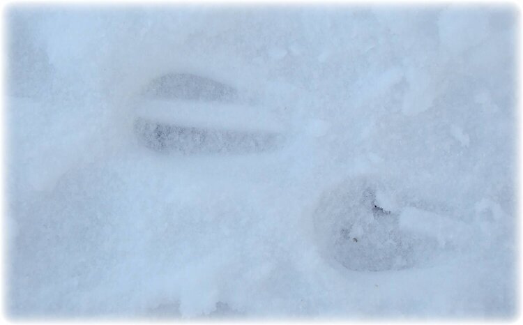 Dec 19 ~ Moose Print at Beach Lake