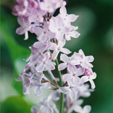 Lilacs, Dandelions and Mountain Ash Blossoms (Oh My!)