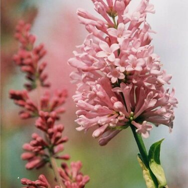 Lilacs, Dandelions and Mountain Ash Blossoms (Oh My!)