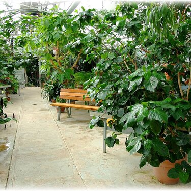 Mann Leiser Memorial Greenhouses ~ #66