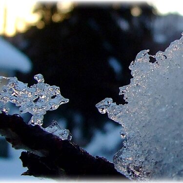 JFF ~ Little mouse made of ice!